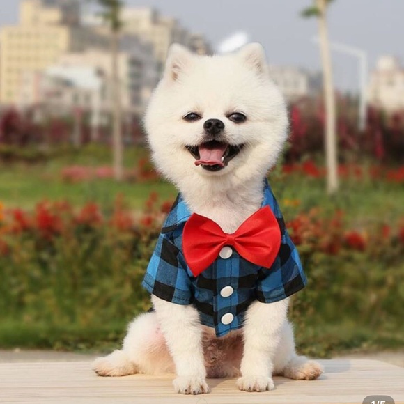 Stylish Blue and Red Dog Shirt - Picture 1 of 1